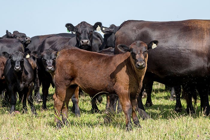 Gado Angus da Estância Três Marias